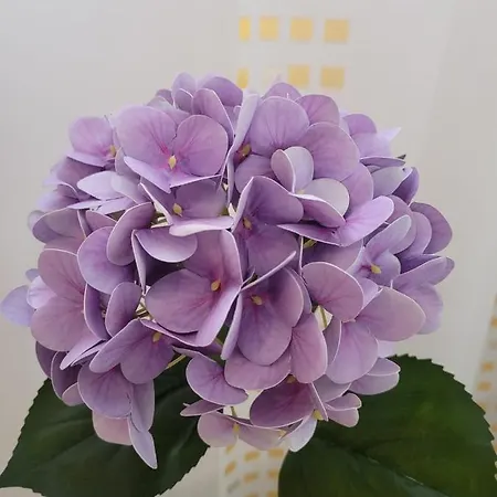 L'ortensia