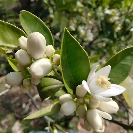 בית נופש L'ortensia בגרייה